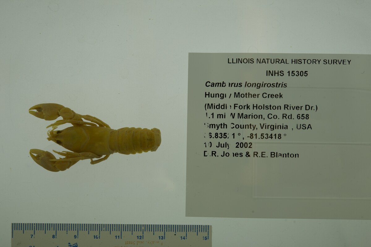 Cambarus longirostris image